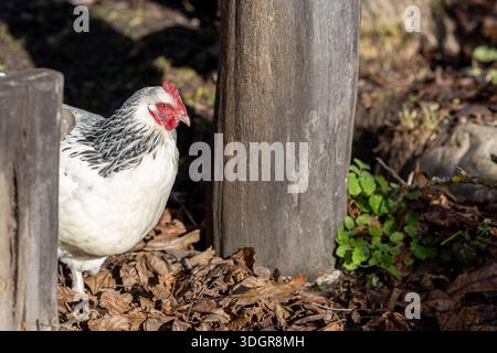 Free Range Chickens Walking in the Countryside Stock Photo