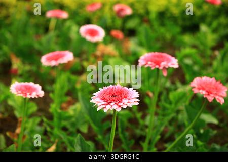 Transvaal Daisy or Gerbera or Barberton Daisy or African Daisy flowers blooming in the garden with green leaves Stock Photo