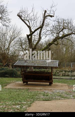 A charming wooden shelter stands quietly under an ancient, twisted tree. The surrounding area is draped in soft frost, capturing the essence of a sere Stock Photo