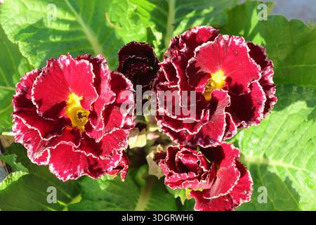 Close up of primrose flowers with deep purple ruffled petals and striking white edges. Primula Flamenco Mix (deep purple white edge). Stock Photo