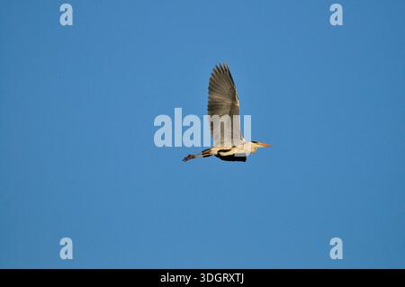 Grey Heron (Ardea cinerea) flying in the blue sky Stock Photo