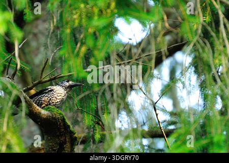 Nothern nutcracker (Nucifraga caryocatactes) sitting on a branch in tree canopy Stock Photo