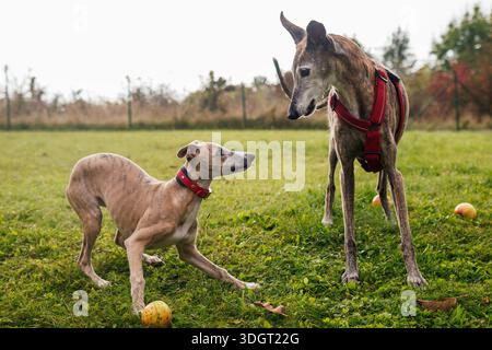Playful whippet puppy and old Spanish galgo dog in outdoor park. Interaction between two dogs greyhound Stock Photo