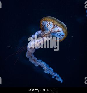 Pacific sea nettle jellyfish drifting gracefully in deep blue water with long flowing tentacles. Elegant jellyfish floating in a dark blue ocean. Stock Photo