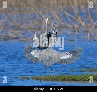 Territorial conflict of great blue herons (Ardea herodias), Fort Bend County, Texas, USA. Stock Photo