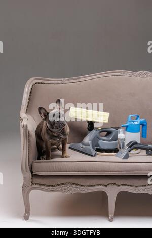 Studio image of dog on sofa with upholstery vacuum and spray tools for cleaning company website banner and ads, with copy space. Stock Photo