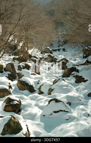 Snow-covered volcanic rocks on Hallasan, irregular stone patterns and soft winter light creating a natural texture background, rugged mountain terrain Stock Photo