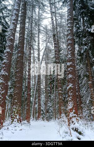 panoramic view of larch, pine and other trees covered with a thick layer of white snow, Lindulovskaya grove, Leningrad Oblast, Russia Stock Photo