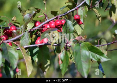 Red crab apples growing on a tree branch with green leaves in natural light. Autumn harvest, seasonal fruit and nature background concept, suitable fo Stock Photo