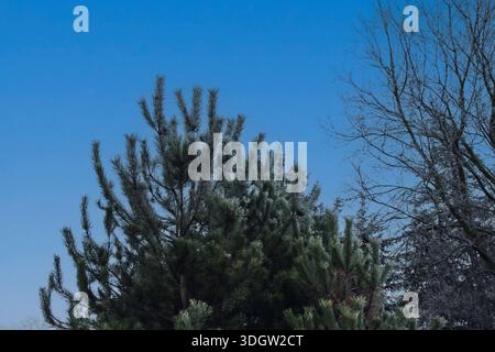 Spruce branches with green needles against the blurred background of a winter forest. Stock Photo