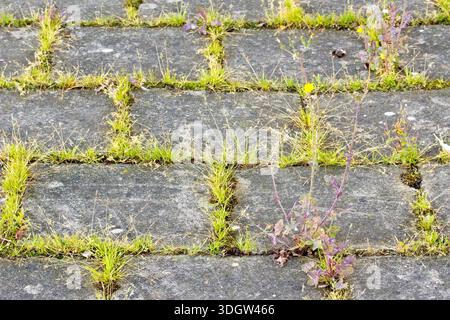 Close up of grass and weeds growing in the cracks between the concrete paving stones or slabs of a pavement. Stock Photo