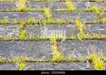 Close up of grass and weeds growing in the cracks between the concrete paving stones or slabs of a pavement. Stock Photo
