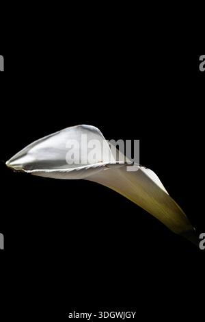 Close up of white calla lily flower head isolated on black. Artistic macro floral texture form. Stock Photo