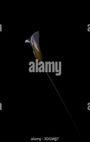 Small white calla lily flower isolated on deep black background. Quietly loud minimalist art. Stock Photo
