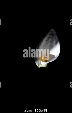 Front view of white calla lily flower heart on black background. Macro botanical detail. Stock Photo