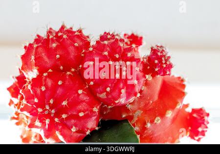 Green plant on a window sill in a modern home. red grafted moon cactus, known scientifically as Gymnocalycium Mihanovichii. Close-up, selective focus. Stock Photo