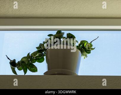Green plant on a windowsill in a modern home. Hoya Carnosa Compacta plant, commonly known as a Hindu Rope Plant. Close-up, selective focus. Stock Photo