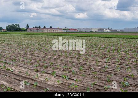 Young cabbage seedlings growing in rows on a field in Wlochy area of Poland Stock Photo