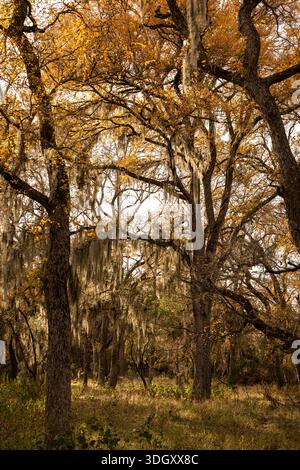 Live oak woodland with Spanish moss hanging from branches in autumn light, Texas. Stock Photo