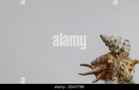 Minimalist still life of natural seashells isolated on a clean white background. Organic shapes and soft neutral tones create a calm seaside mood Stock Photo