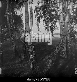 Donetsk region, Ukrainian SSR, Soviet Union, 1970s. An evocative archival landscape photograph capturing a grove of birch trees at the edge of a wide open field. The composition highlights the distinctive textured bark of the leaning trunks in the foreground, creating a natural screen through which the distant forest line is visible. This scenic nature shot embodies the quiet beauty of the forest-steppe zone and the tranquil atmosphere of the rural countryside in the peaceful Donbas region during the Soviet era Stock Photo