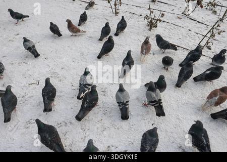 Pigeons on the streets of Bucharest on a very cold winter day. Stock Photo
