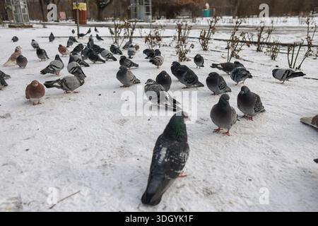 Pigeons on the streets of Bucharest on a very cold winter day. Stock Photo