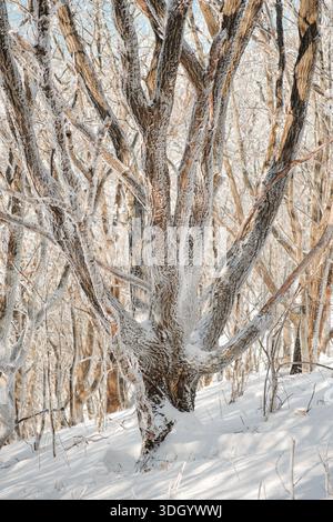 Frost-covered tree trunks in a quiet winter forest on Mt Gyebangsan, South Korea, revealing delicate snow and bark textures with natural light Stock Photo