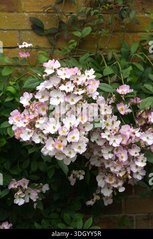 Rose Francis E Lester. Hybrid Musk, trained to grow on a wall Stock Photo
