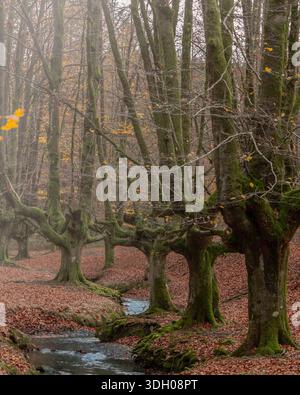 Enchanted beech forest with mossy tree trunks Stock Photo