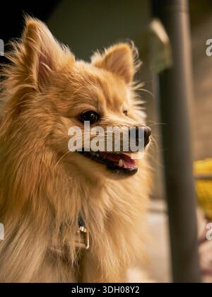 Pomeranian dog outdoors in warm light Stock Photo