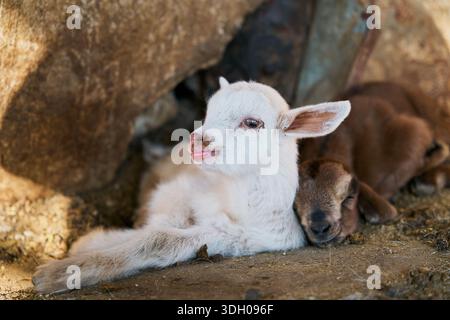 White baby goat resting in barn Stock Photo