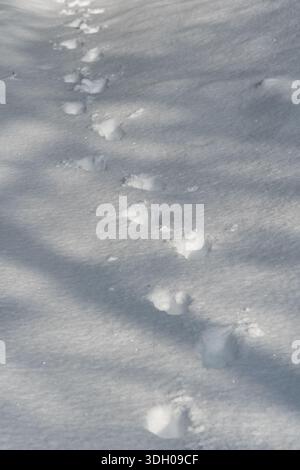 Fresh winter footprints trail across deep cold snow drifts, leaving a ...