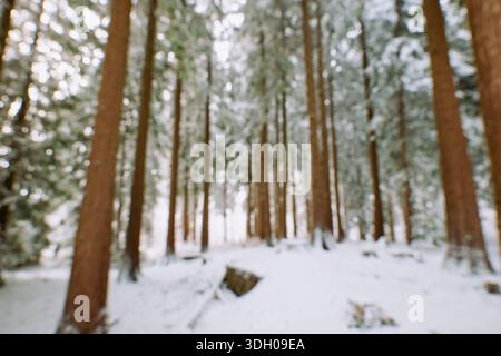 Blurred or defocused nature winter snowy forest background or wallpaper. Blurry trees, snow covered ground and evergreen trees, specular highlights, b Stock Photo