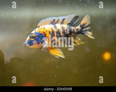 Side view of Aulonocara sp. displaying vivid breeding colors Stock Photo
