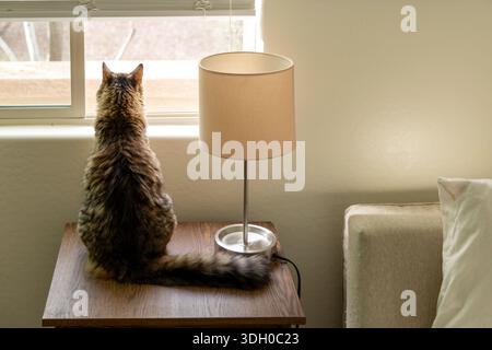 Cat looking out window sitting on table beside lamp Stock Photo
