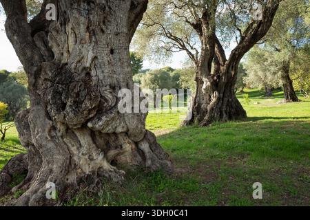 Mediterranean landscape of ancient millenary olive forest trees at the evening light. Stock Photo