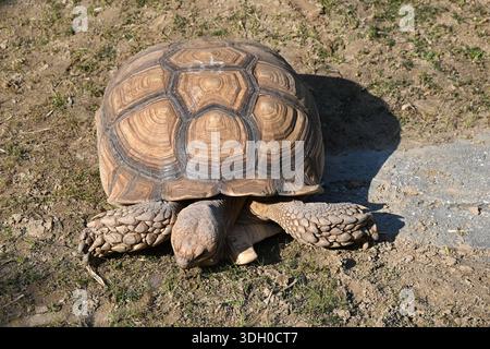 a big African spurred tortoise take grass on the grassland in the zoo in sunny day Stock Photo