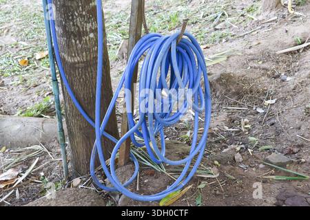 Blue garden rubber hose coiled on tree trunk for watering plant in agriculture farm with messy and organized feeling showing simple rural lifestyle du Stock Photo
