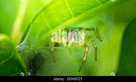Green jumping spider stares from its delicate silk web tucked among vivid foliage, camouflage in bright tropical close-up habitat. Photography, no gen Stock Photo