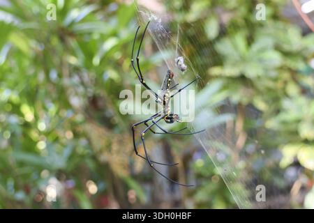 Golden orb weaver spider sitting calmly on intricate web with blurred green background in garden showing natural beauty and peaceful atmosphere of wil Stock Photo