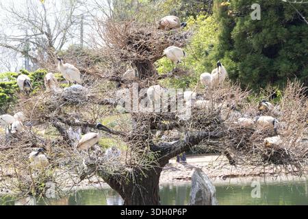 Australian white ibis, commonly known as bin chickens, gather in a tree at the Japanese Gardens Toowoomba. Stock Photo