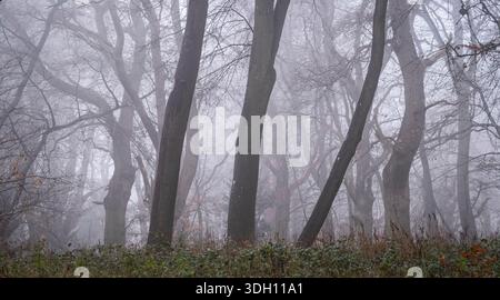 Winter woodland shrouded in mist on a cold day, Worcestershire, England. Stock Photo