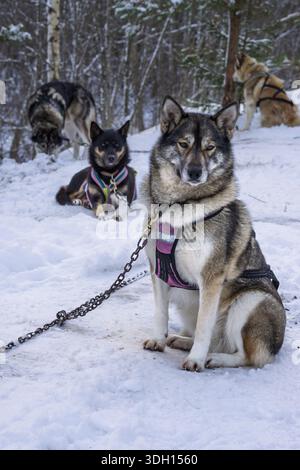 Huskie dog sled in the Latvian wilderness on this tour from Riga. A team of huskies . Stock Photo
