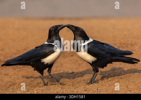 Pied crows (Corvus albus), Zimanga private game reserve, KwaZulu-Natal, South Africa, Stock Photo