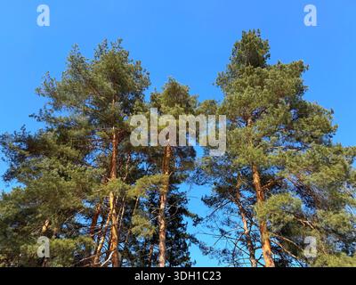 Pine trees in the conifer woodland Stock Photo