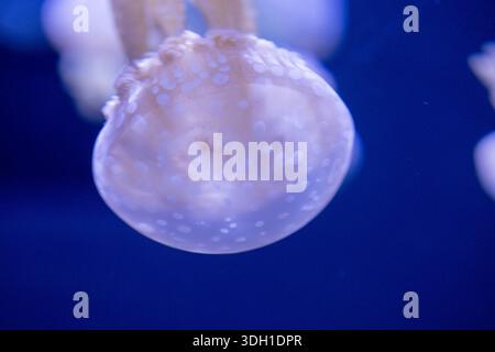 A close-up view of a spotted jellyfish floating in a dark blue aquatic environment. The image highlights the translucent bell and white spots of the m Stock Photo