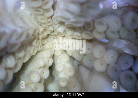 An extreme close-up view looking up at the underside of an octopus. The image highlights the intricate texture and pattern of the white suction cups o Stock Photo