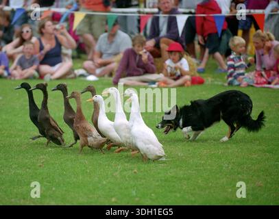 A trained sheepdog demonstrating its herding instincts by maneuvering a flock of ducks through an obstacle course at a rural country show in the UK. This popular agricultural display showcases the animal's precision, "eye," and responsiveness to the handler’s whistles. Unlike sheep, ducks move in tight, unpredictable clusters, requiring the dog to show immense restraint and subtle movement. The event highlights the bond between working dogs and handlers in a public, recreational setting. Stock Photo