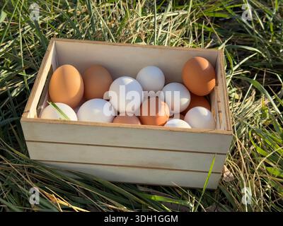 Eggs free range in the grass Stock Photo